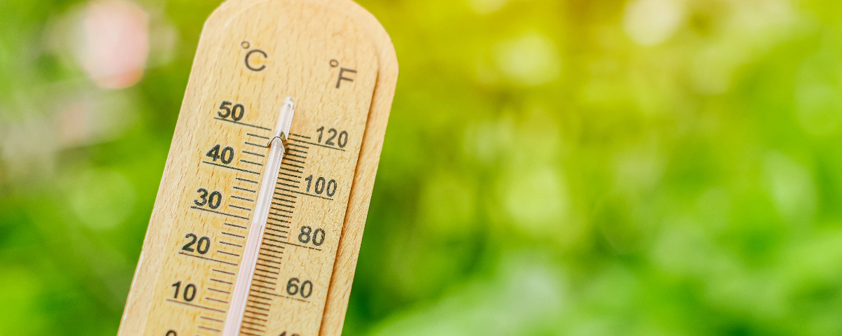 Gardez la tête froide cet été en vous entourant de verdure