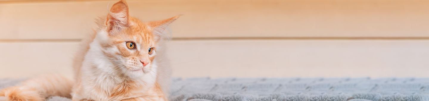 Vacht van je kat
