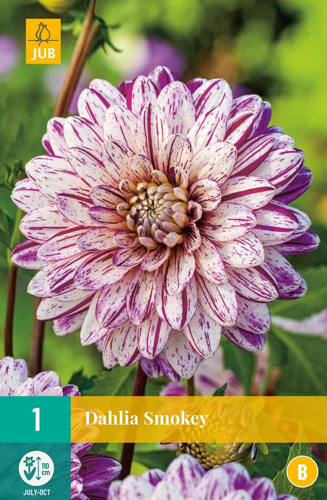 1X Dahlia Smokey
