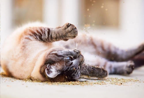 Speeltijd voor katten Speeltijd voor katten