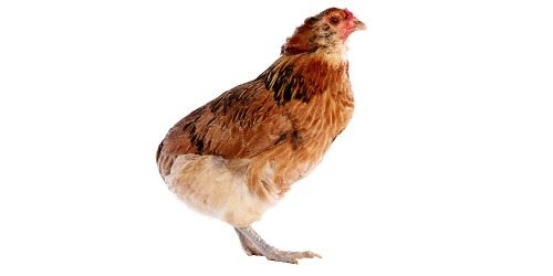 Poule Araucana Poule Araucana