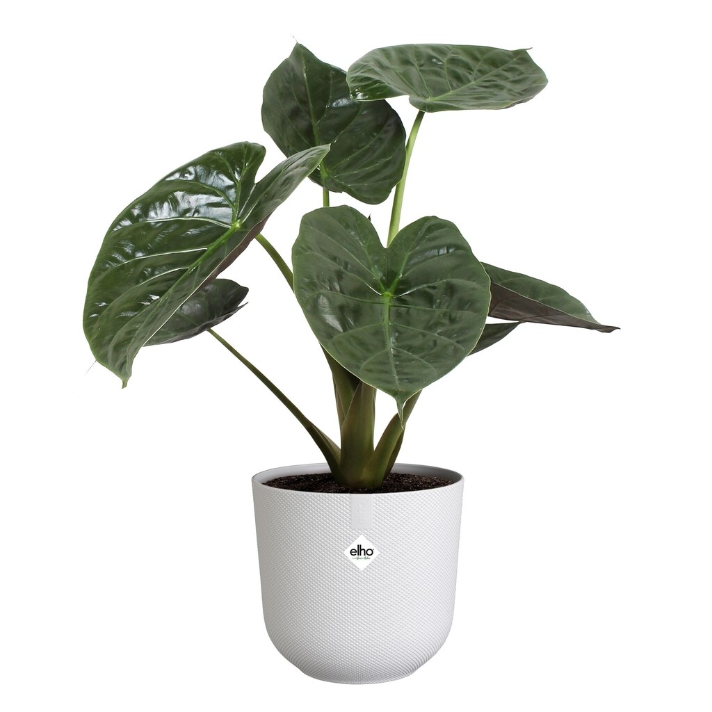 Jazz Rond 23cm blanc soie Jazz Rond 23cm blanc soie
