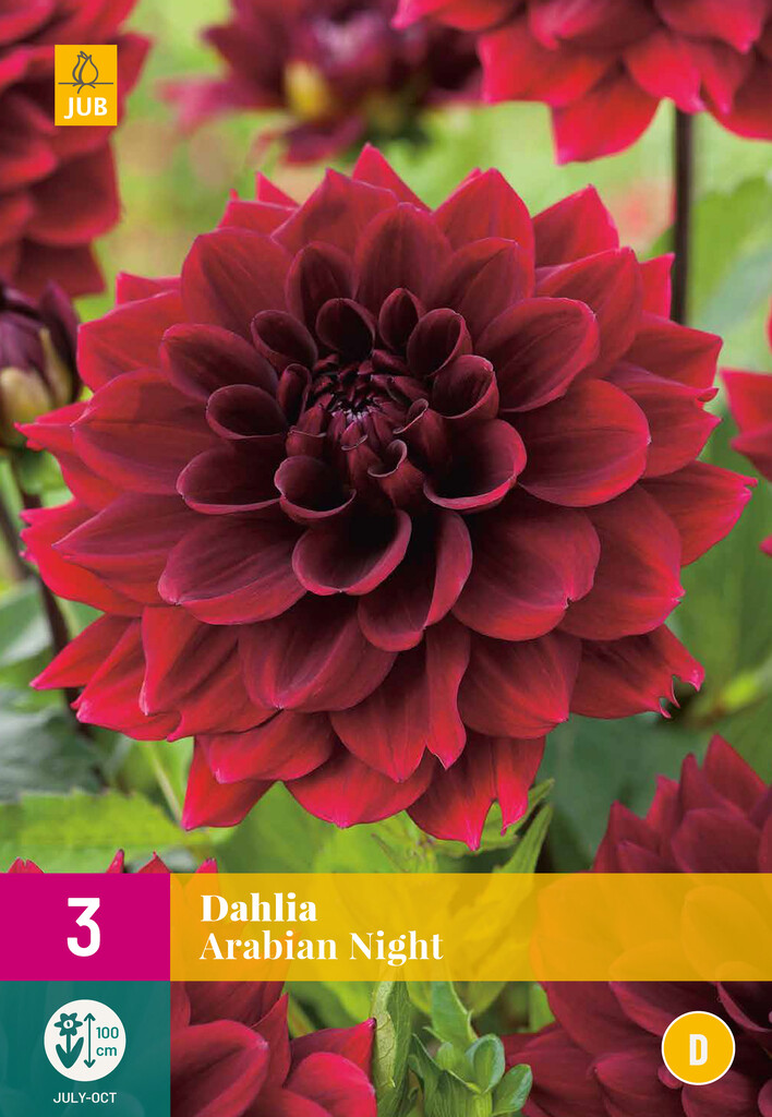 X3 Dahlia Arabian Night