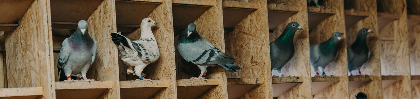 Duiven in til houden