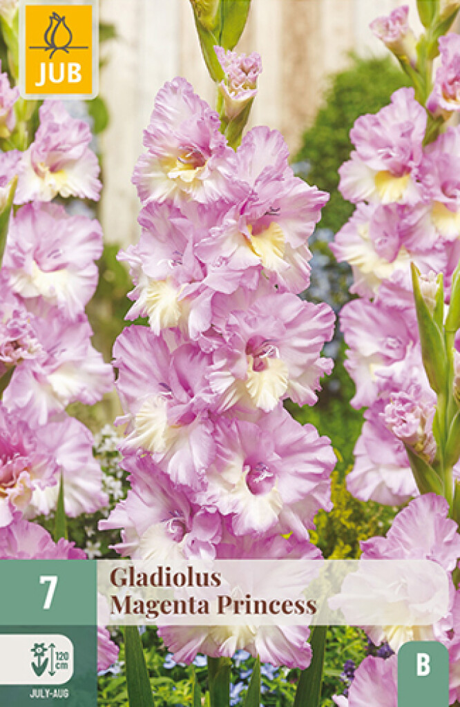 X 7 Gladiolus Magenta Princess