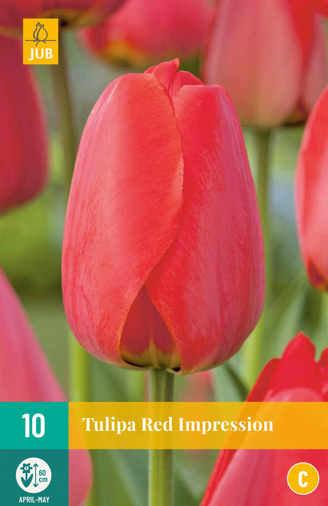 X 10 Tulipa Red Impression