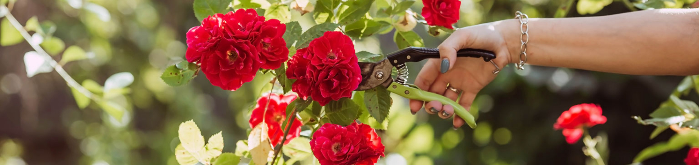 Snoeischaren en takkenscharen 