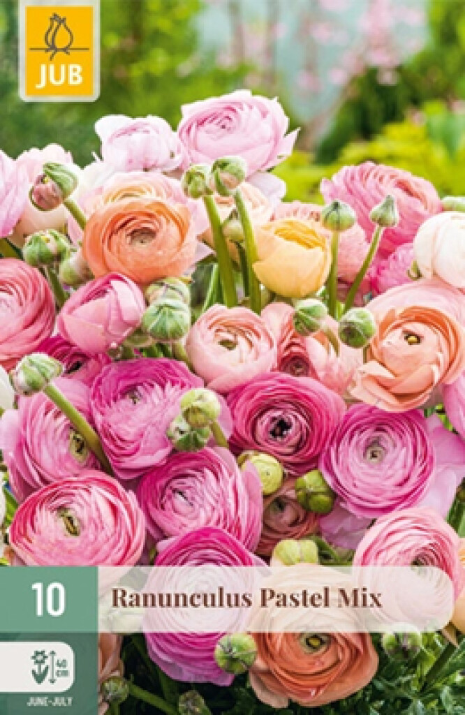 X10 Ranunculus Pastel Mix Nj