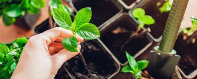 Planten stekken: zo doe je dat Planten stekken: zo doe je dat