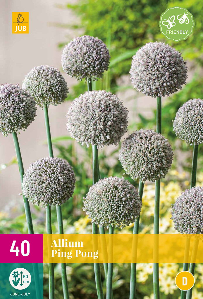 X 40 Allium Ping Pong