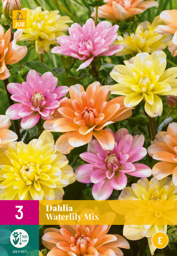 X3 Dahlia Waterlily Mix