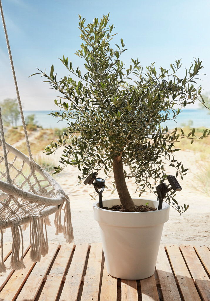 Solar richtspot Zamora  Solar richtspot Zamora