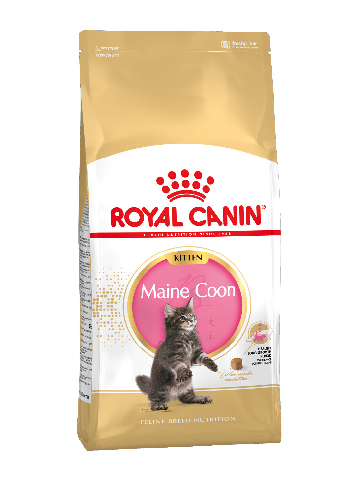 FBN Kitten Maine Coon 4kg FBN Kitten Maine Coon 4kg