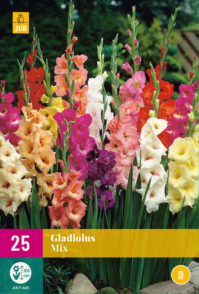 X25 Gladiolus mix