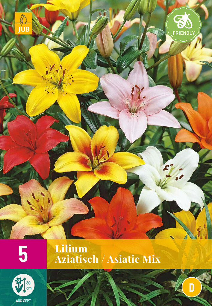 X5 Lilium Aziatische mix