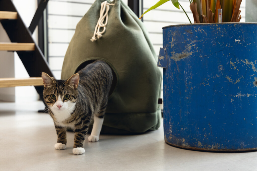 Maison Chat Vilar Vert
