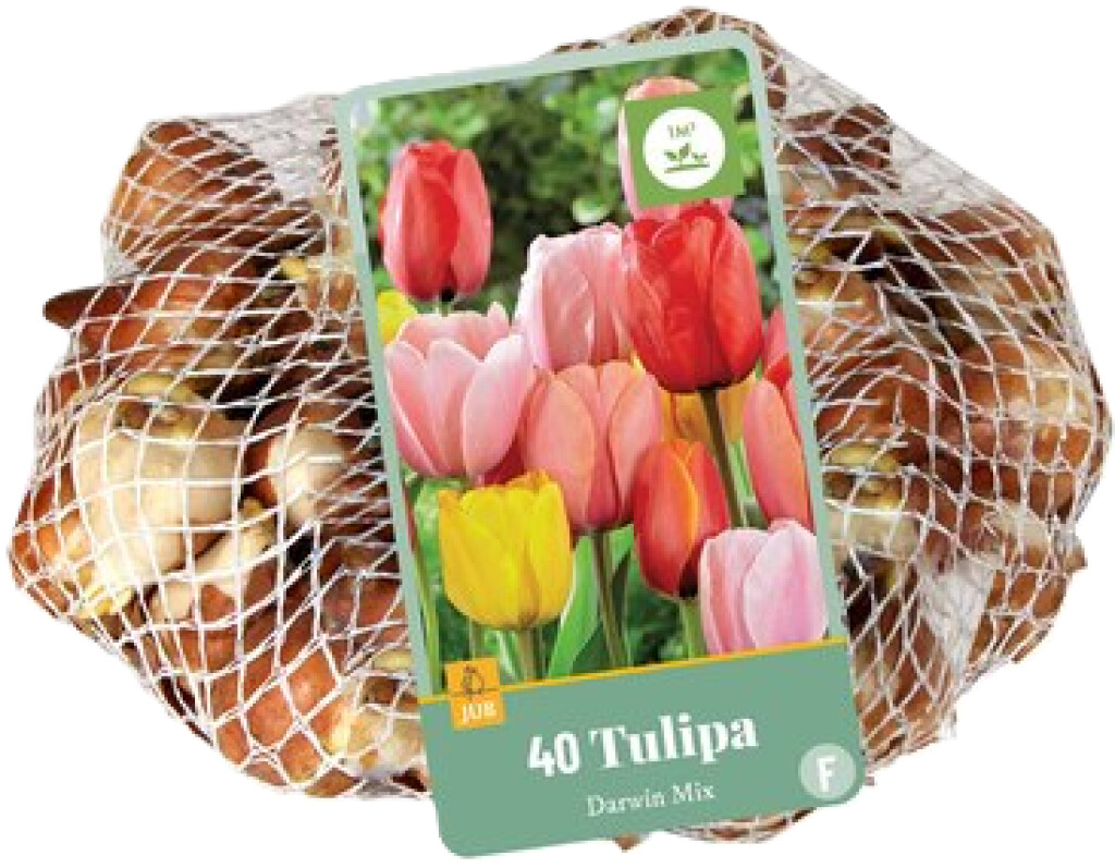 X 40 Tulipa Darwin Hybride Mix 11/12