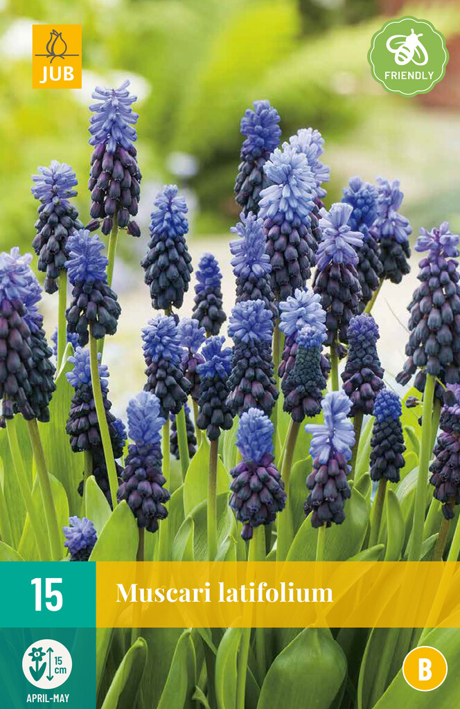 X 15 Muscari latifolium