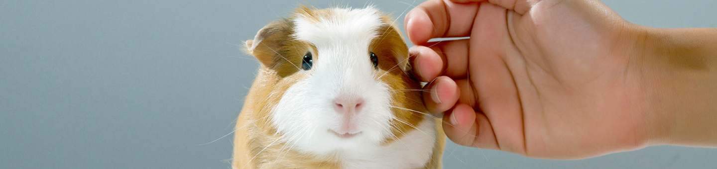 Cavia handtam maken