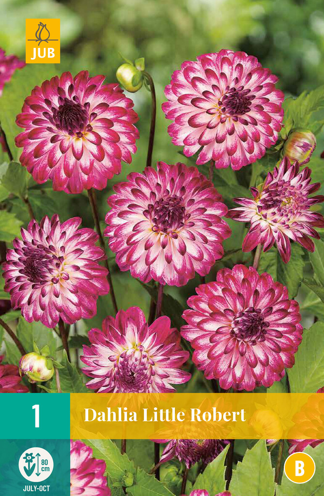 X1 Dahlia Little Robert