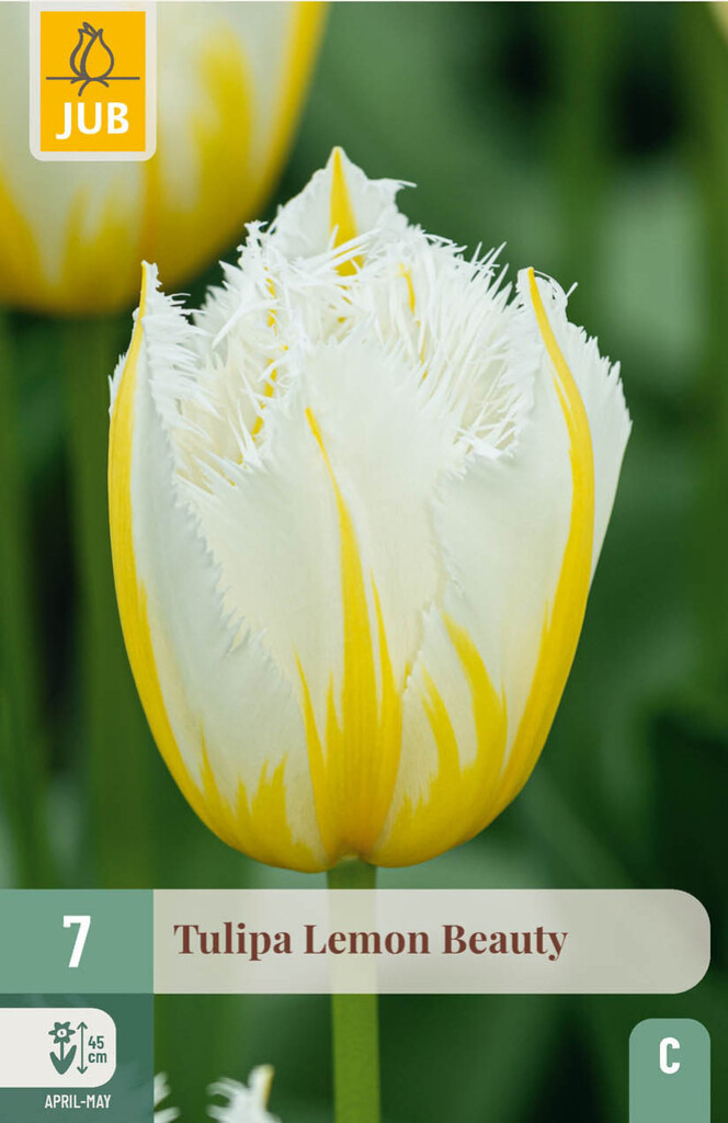 X7 Tulipa Lemon Beauty 11/12