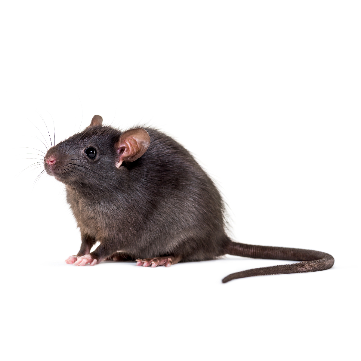 rat