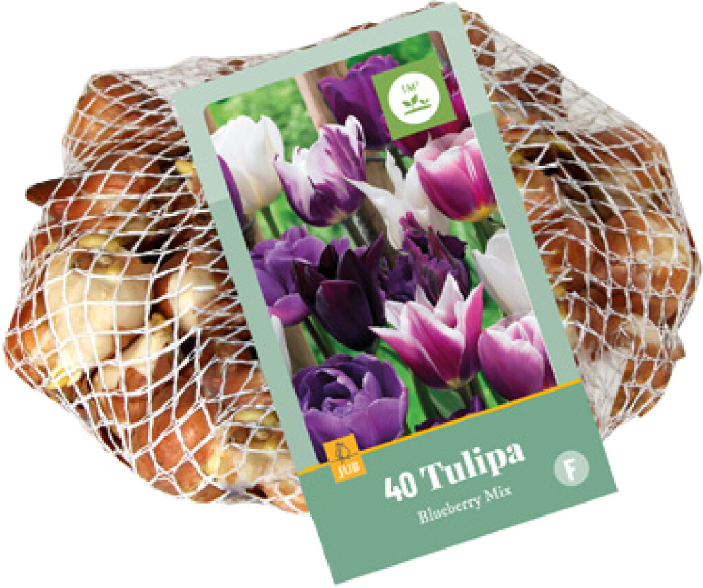 X 40 Tulipa Blueberry Mix 11/12