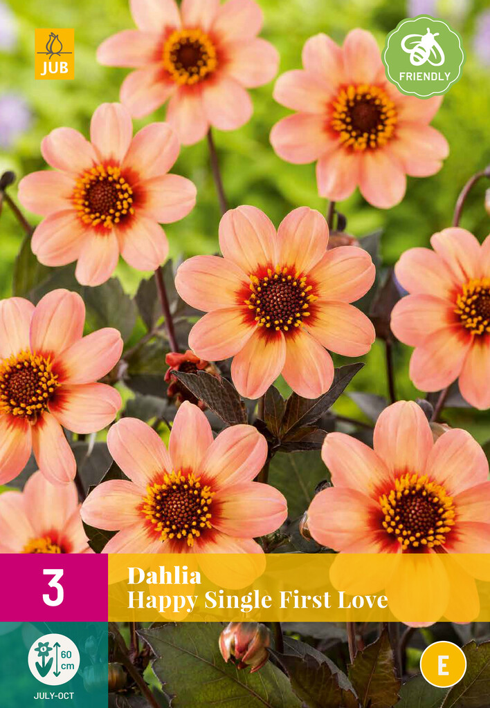 X3 Dahlia Happy Single First Love