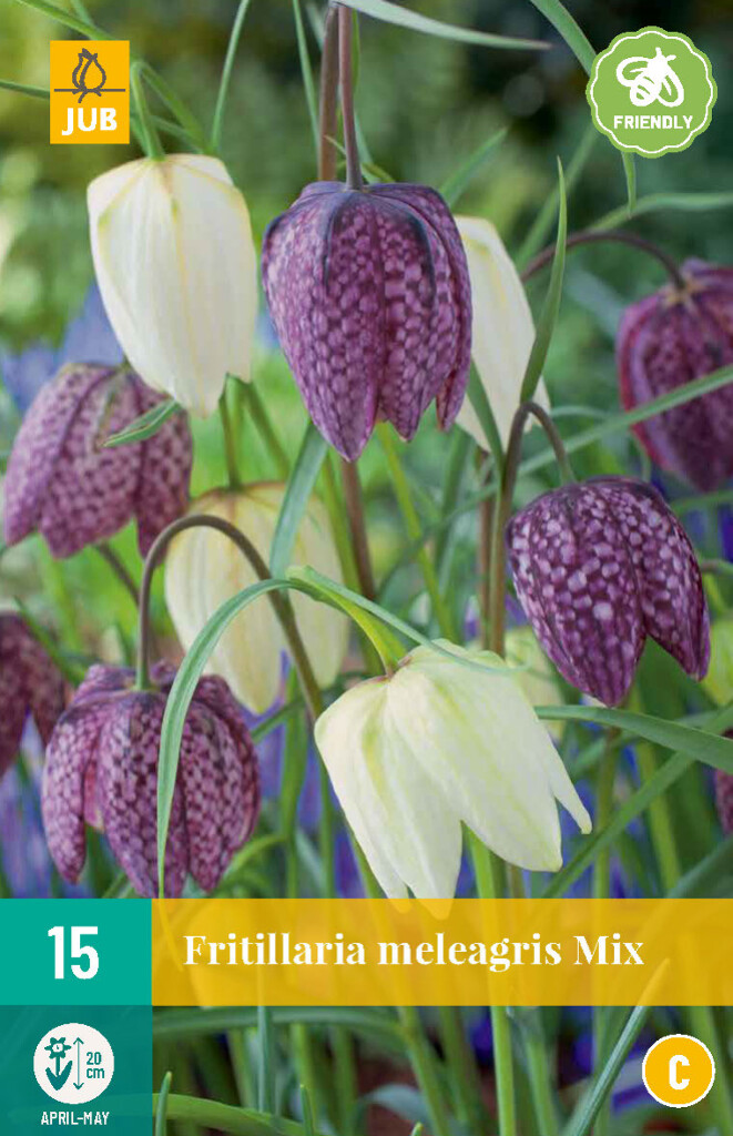 Fritillaria meleagris