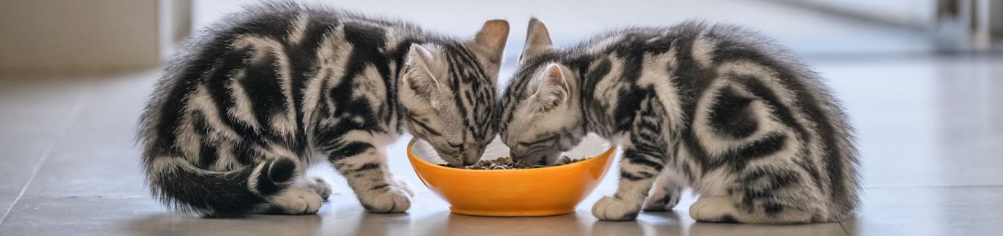 Kittenvoer