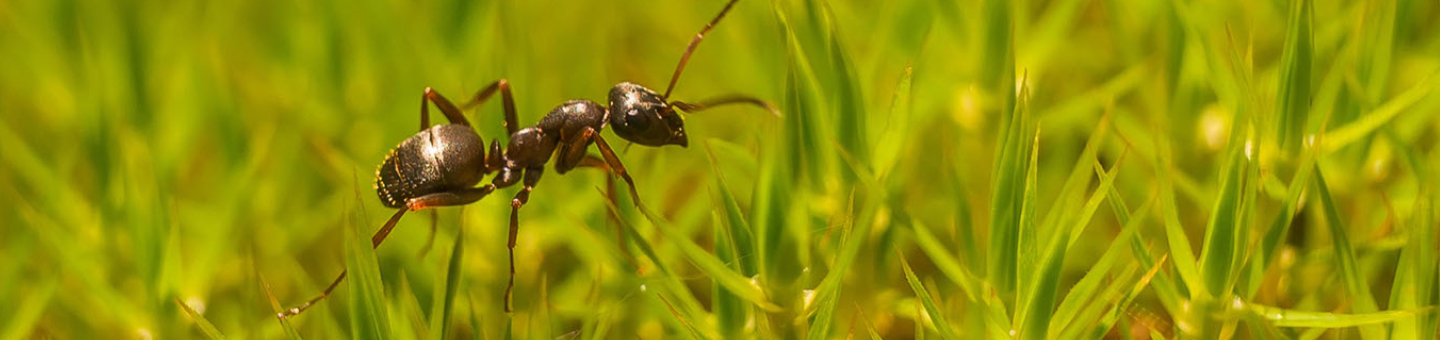 Lutter contre les fourmis dans votre gazon