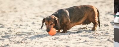 Obese honden