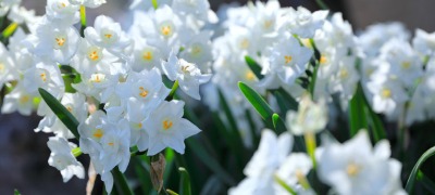 Combiner les bulbes de fleurs Combiner les bulbes de fleurs
