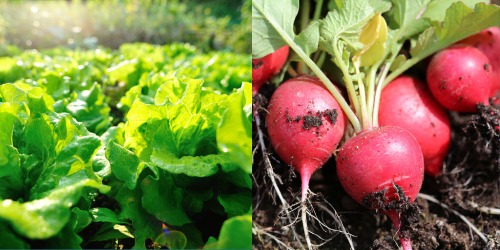 Comment les plantes se renforcent mutuellement Comment les plantes se renforcent mutuellement