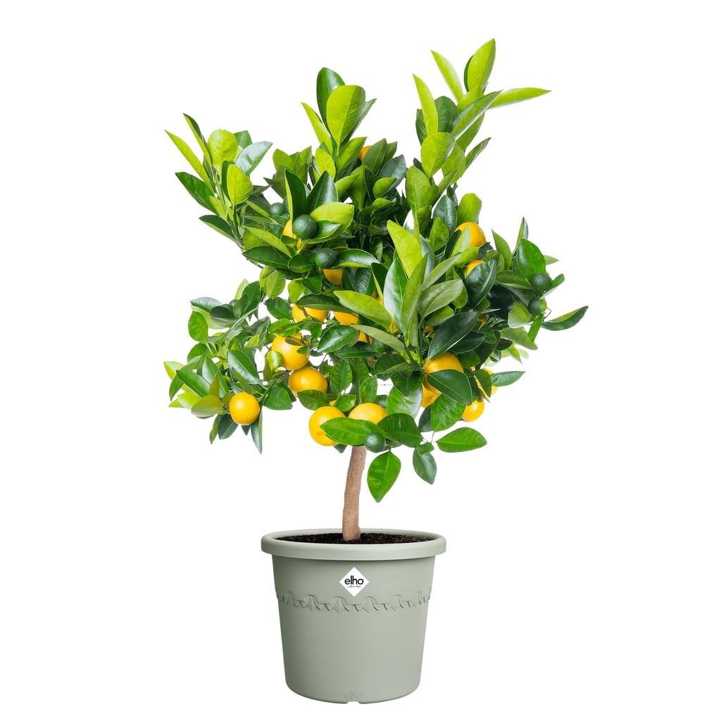Bloempot Algarve Cilindro 30cm tijmgroen