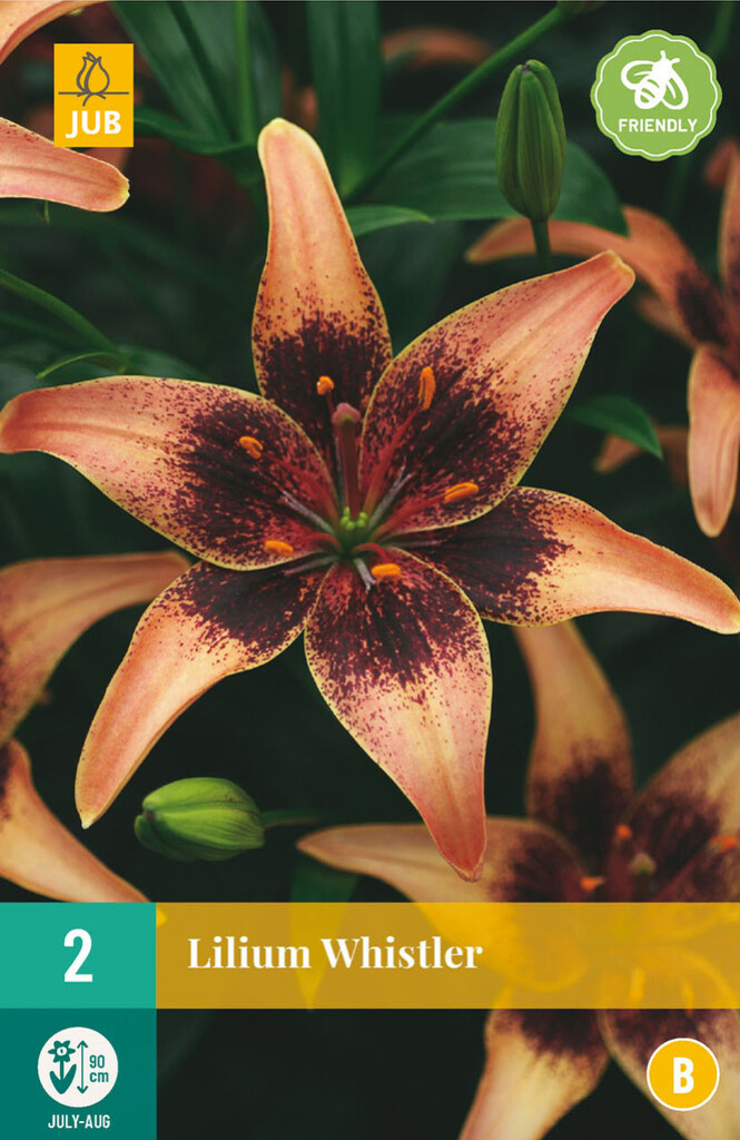 X2 Lilium Whistler
