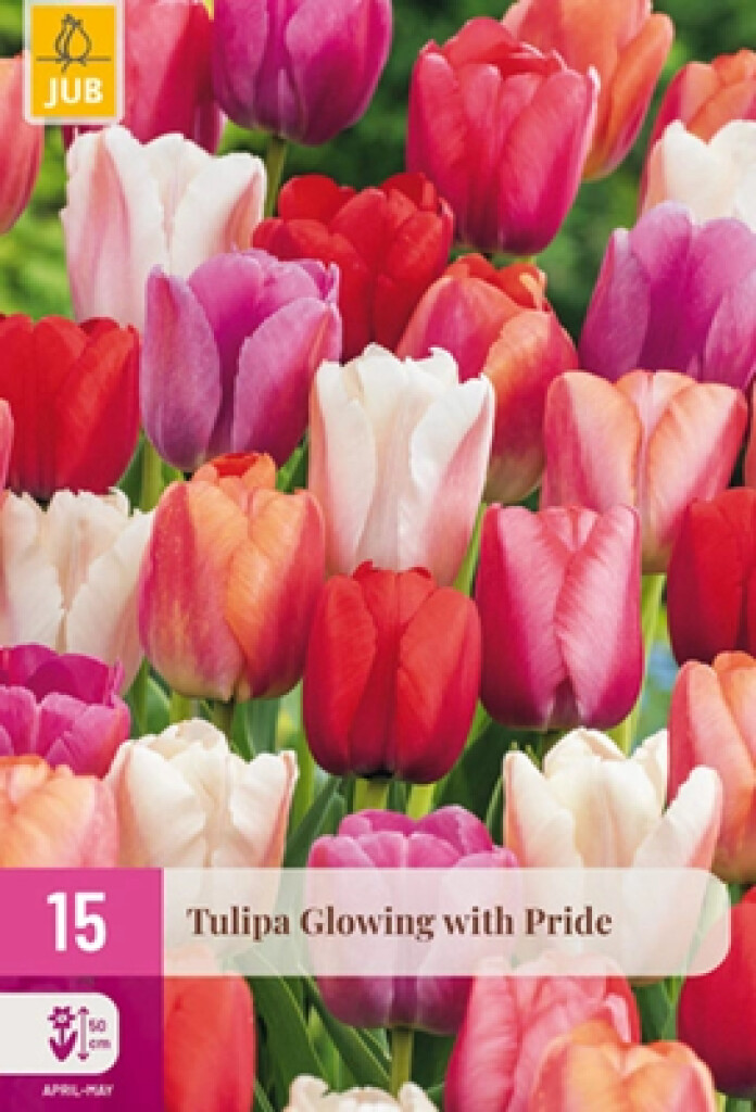 X15 Tulipa Glowing with pride