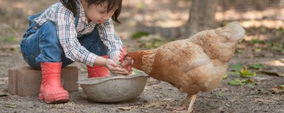 Quelle alimentation pour ma poule pondeuse ?