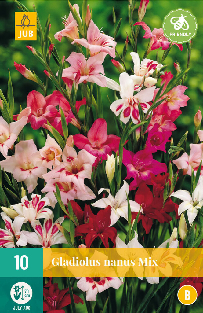 X 10 Gladiolus Nanus Mix X 10 Gladiolus Nanus Mix