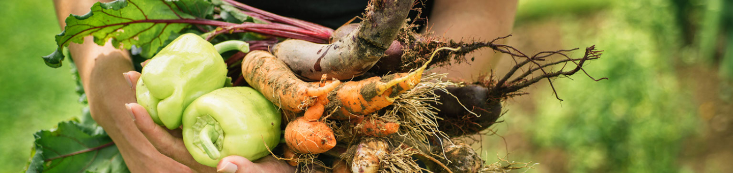 Comment les plantes se renforcent mutuellement Comment les plantes se renforcent mutuellement