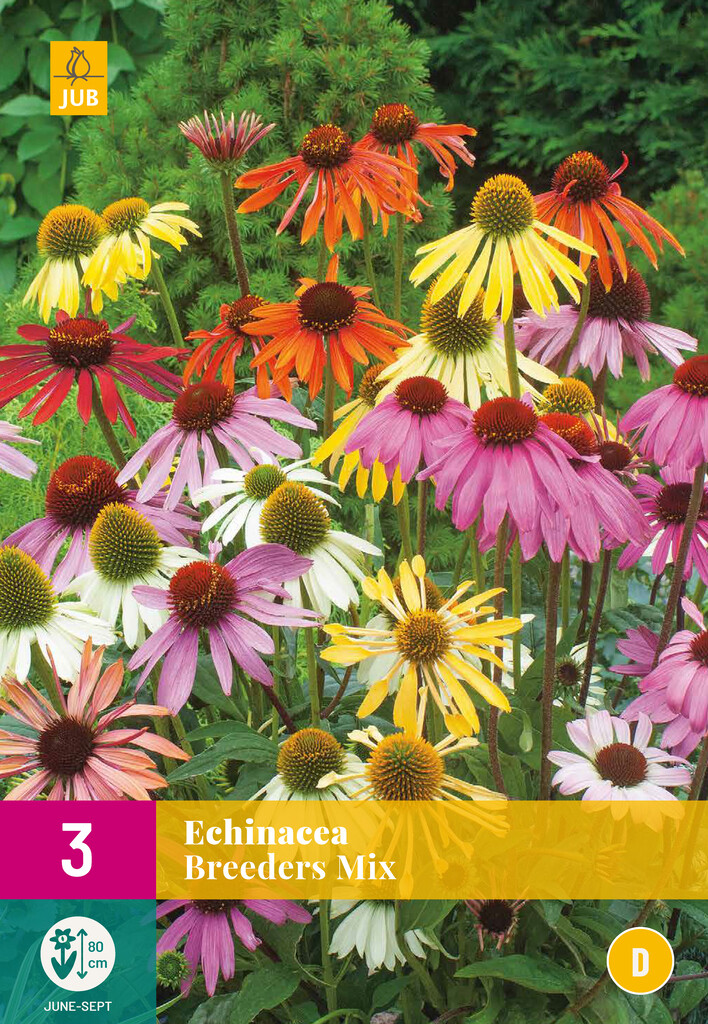 X3 Echinacea Breeders Mix