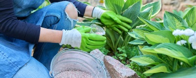 Engrais pour vos plantes Engrais pour vos plantes