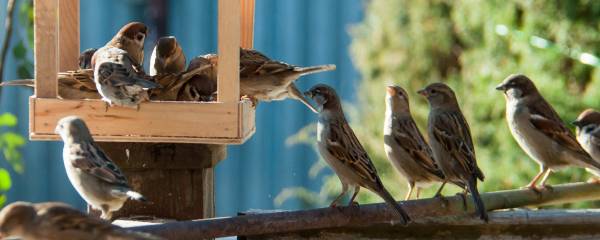 Attirer les oiseaux de jardin