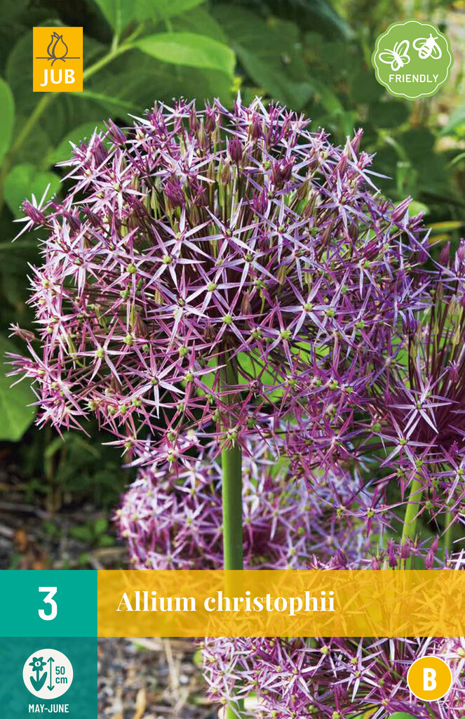 X 3 Allium christophii