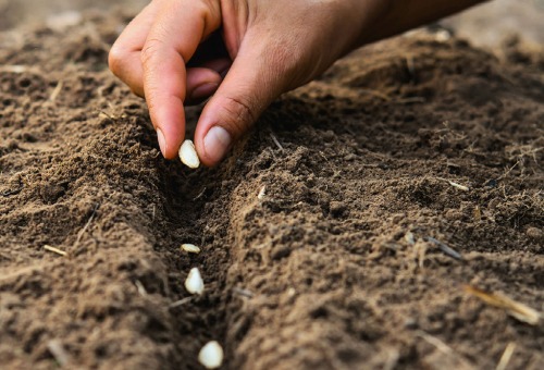 Moestuin in 7 stappen 
