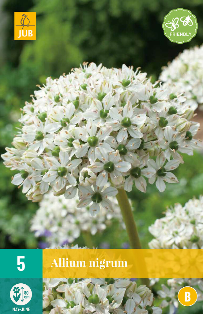 X5 Allium Nigrum