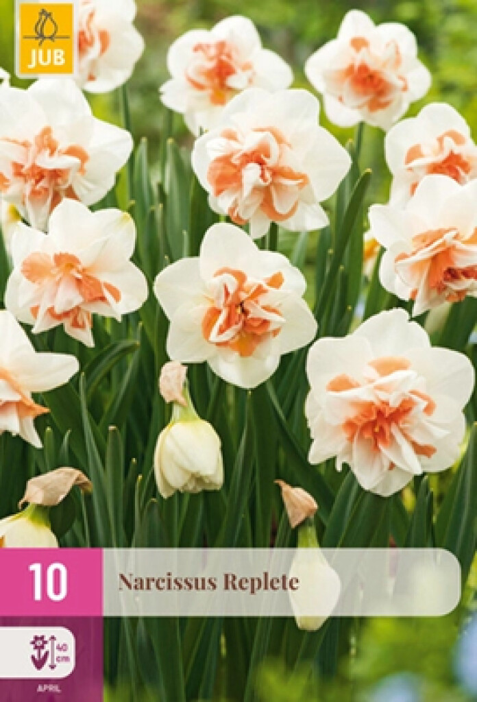 X10 Narcissus Replete