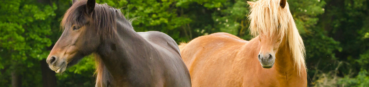 Paard te dik Overgewicht bij paard