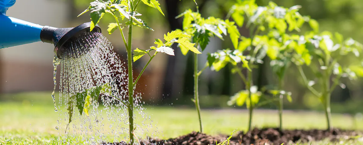 Wat te doen in de tuin: augustus
