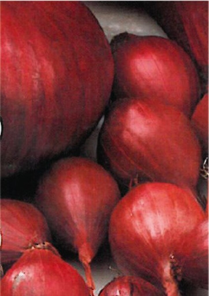 Oignon Red Baron 14/21 500g Oignon Red Baron 14/21 500g
